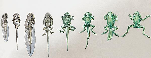 Figure 12 : transformation du têtard en grenouille