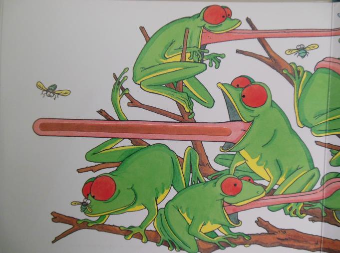 Figure 32 : langue d’amphibien