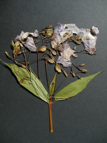 Figure 34 : Balsamine