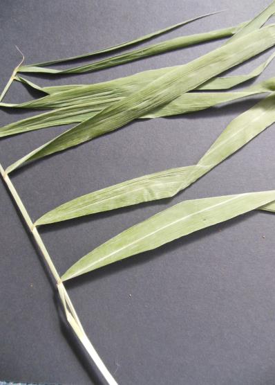 Figure 36 : Roseau commun