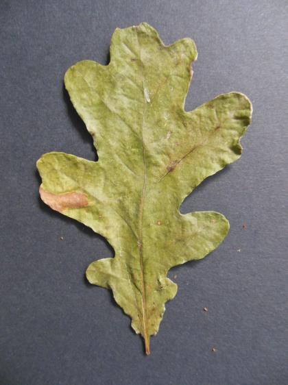Figure 37 : Feuille de chêne