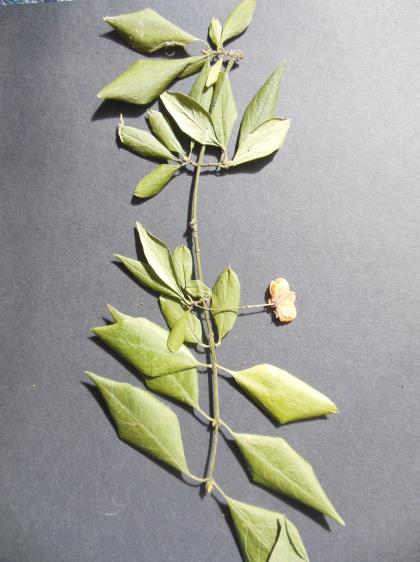 Figure 38 : Branche de sureau