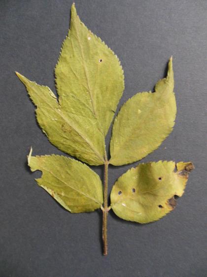 Figure 39 : Mûrier sauvage