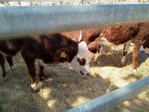 Photo Estavayer 052022 14