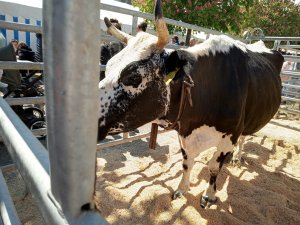 Photo Estavayer 052022 16