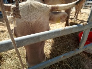 Photo Estavayer 052022 17