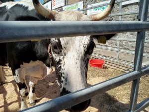 Photo Estavayer 052022 19