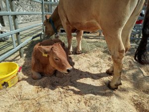 Photo Estavayer 052022 21