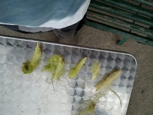 Photo IMG-20220821-WA0007