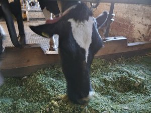 Photo IMG-20220918-WA0009