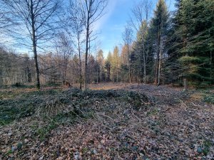 Bois de Monterban 01