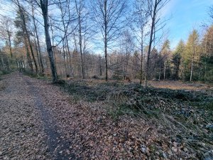 Bois de Monterban 02