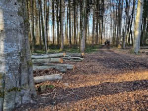 Bois de Monterban 05