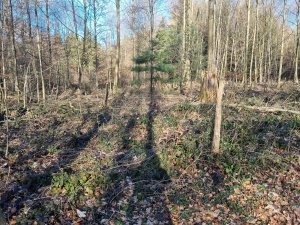 Bois de Monterban 08