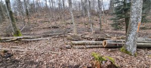 Foret Evilard 20240225 163455