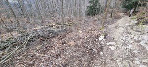 Foret Evilard 20240225 163531