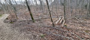 Foret Evilard 20240225 163613