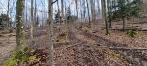 Foret Evilard 20240225 163801