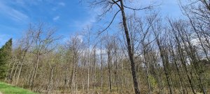 Foret Payerne 20240405 130317