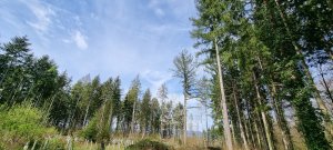 Foret Payerne 20240405 131035