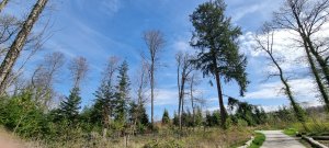 Foret Payerne 20240405 131306