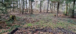 Foret Rossens 20240316 135102