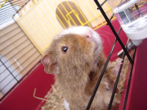 Photo Cochon 062005 3