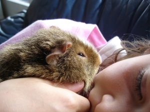 Photo Cochon 062005 4