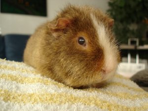 Photo Cochon 161105 3