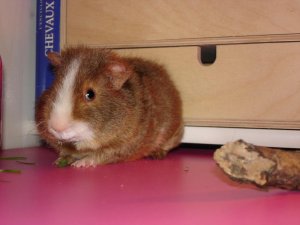 Photo Cochon d Inde 10042005 2