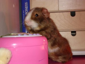 Photo Cochon d Inde 10042005 3