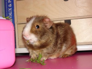 Photo Cochon d Inde 10042005 4