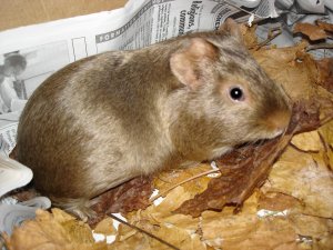 Photo Cochon d Inde 10052005 1