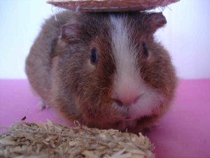 Photo Tony 08082006 03