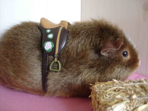 Photo Tony 08082006 04