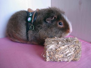 Photo Tony 08082006 06