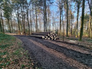 Bois de Monterban 04