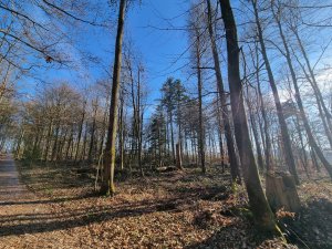 Bois de Monterban 07