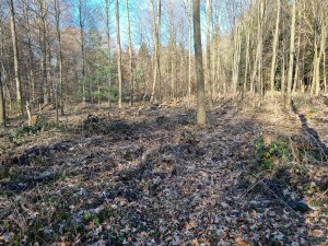 Bois de Monterban 09