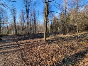 Bois de Monterban 10