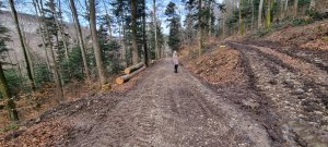 Foret Evilard 20240225 161415