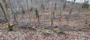 Foret Evilard 20240225 163300