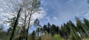 Foret Payerne 20240405 131025