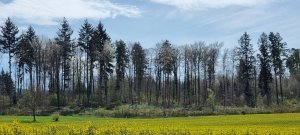 Foret Payerne 20240405 131400