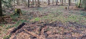 Foret Rossens 20240316 135106