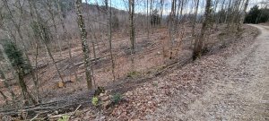 Photo Foret Evilard 20240225 163305