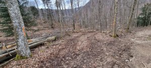 Photo Foret Evilard 20240225 163459