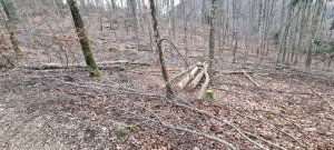 Photo Foret Evilard 20240225 163609