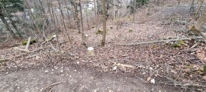 Photo Foret Evilard 20240225 163839