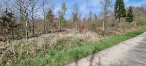 Photo Foret Payerne 20240405 130146